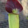 Sarracenia alata black throat, Primavera 2011.